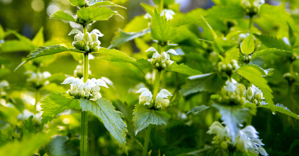 Endometriose - Taubnessel - Frauenpflanze für die Schleimhäute - Frauengesundheit und Kinderwunsch - Heilpraktikerin Dipl.-Psych. Iris Lemke Heilpraktikerin für Frauenheilkunde in Berlin
