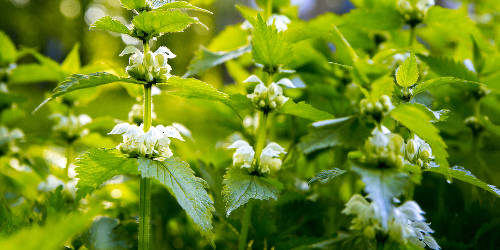 Endometriose natürlich behandeln