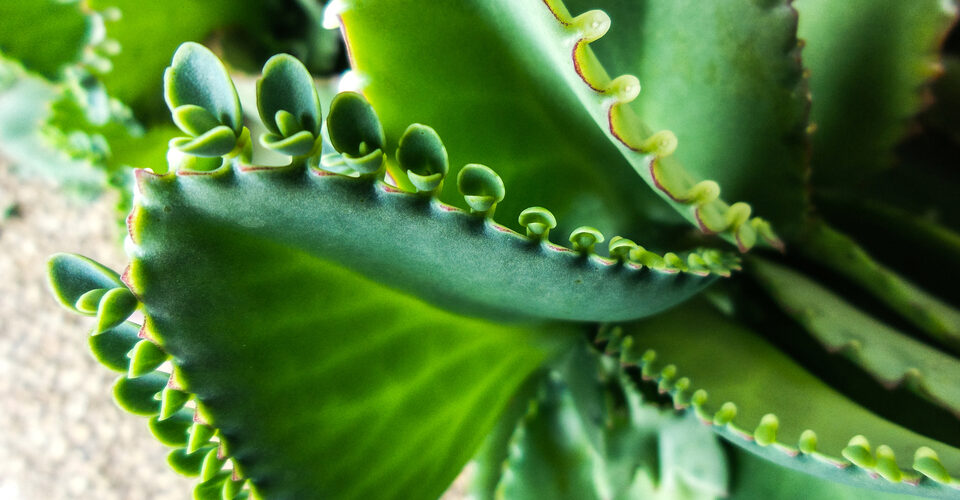 Keimzumpe, Bryophyllum - Kinderwunsch und Schwangerschaft