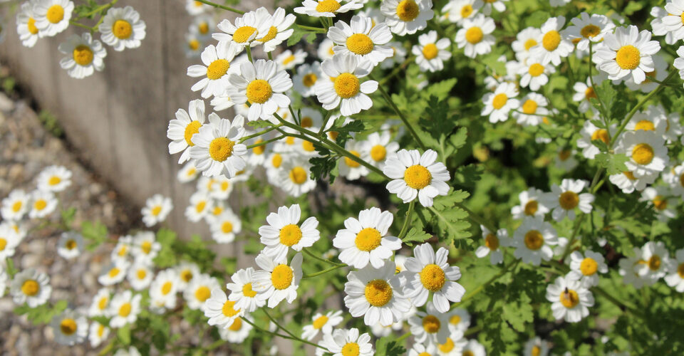 Mutterkraut Frauengesundheit und Kinderwunsch - Heilpraktikerin Dipl.-Psych. Iris Lemke Heilpraktikerin für Frauenheilkunde in Berlin