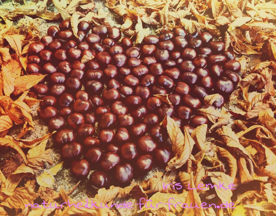 Rosskastanie Frauengesundheit und Kinderwunsch - Heilpraktikerin Dipl.-Psych. Iris Lemke Heilpraktikerin für Frauenheilkunde in Berlin