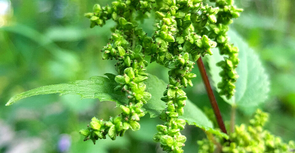 Brennesselsamen - Superfood