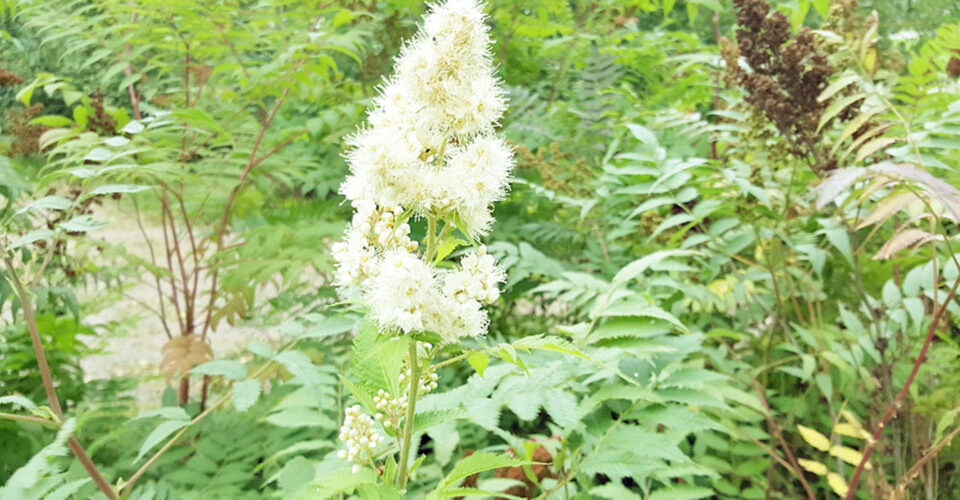 Mädesüß - das pflanzliche Aspirin - Gerinnungsstörung Kinderwunsch