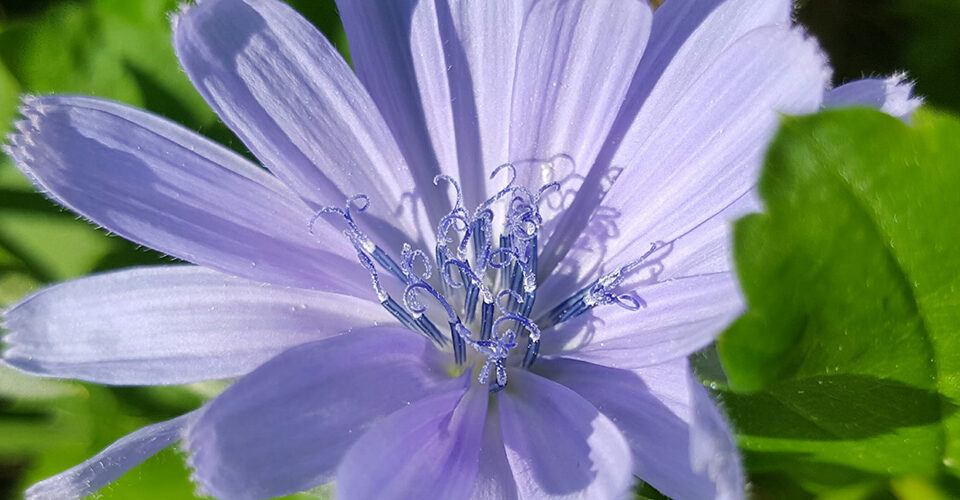 Wegwarte - das Warten verkürzen bei Kinderwunsch