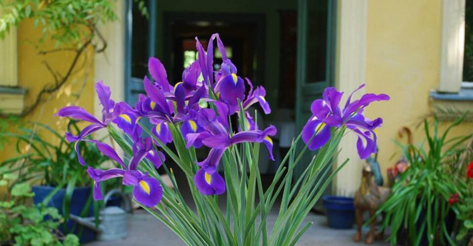 Frauengesundheit und Kinderwunsch - Heilpraktikerin Dipl.-Psych. Iris Lemke Heilpraktikerin für Frauenheilkunde in Berlin