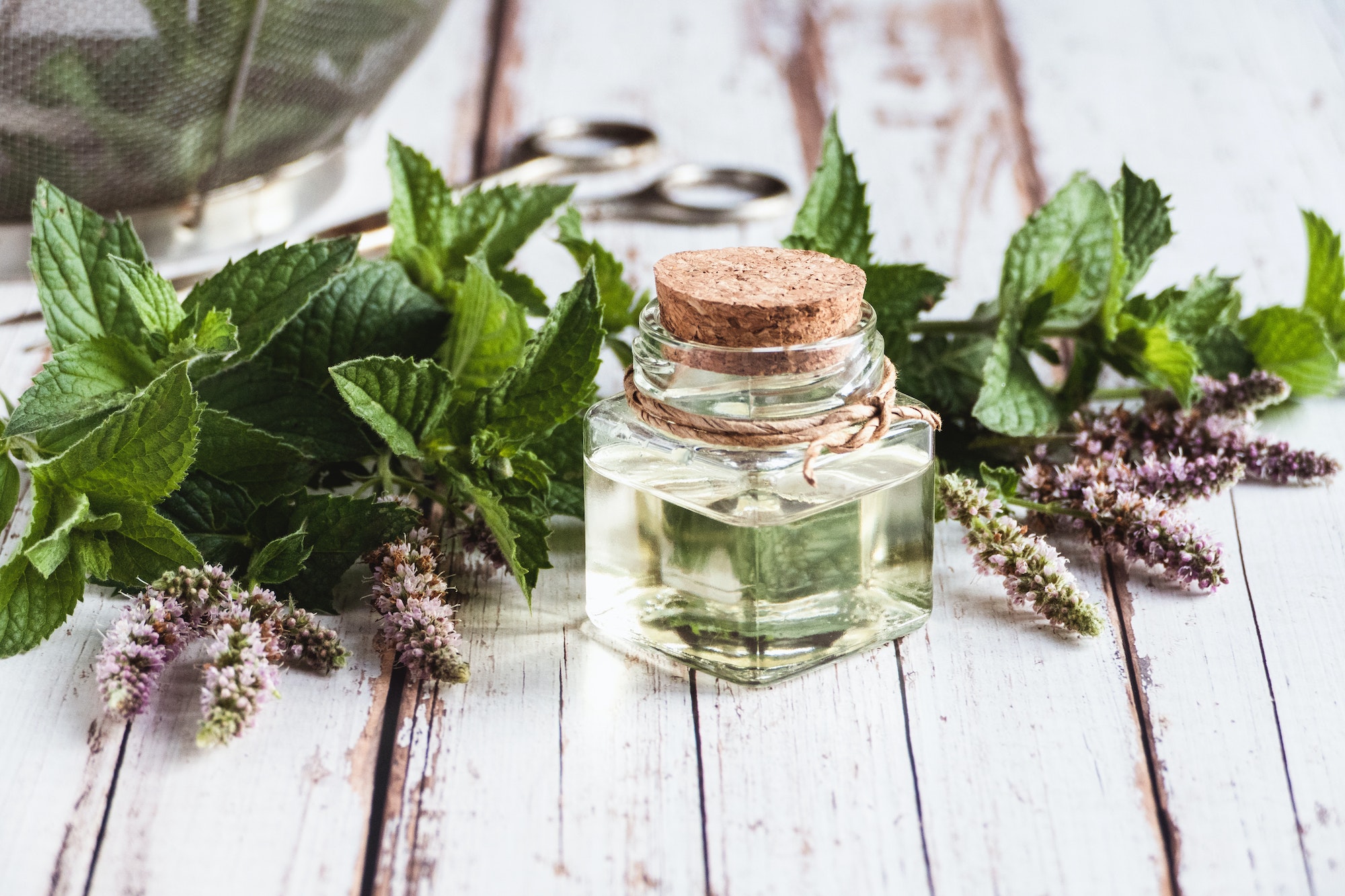 Natural mint oil in bottle, fresh mentha plants on wooden table, essential mint oil, herbal medicine