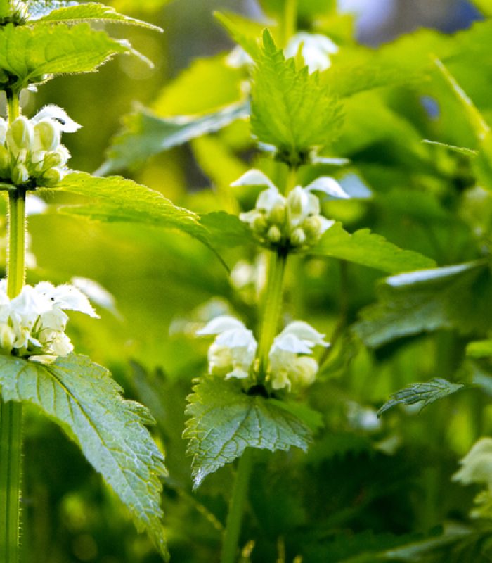 Endometriose - Taubnessel - Frauenpflanze für die Schleimhäute - Frauengesundheit und Kinderwunsch - Heilpraktikerin Dipl.-Psych. Iris Lemke Heilpraktikerin für Frauenheilkunde in Berlin
