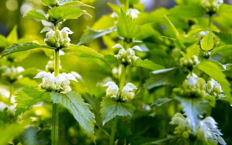Endometriose - Taubnessel - Frauenpflanze für die Schleimhäute - Frauengesundheit und Kinderwunsch - Heilpraktikerin Dipl.-Psych. Iris Lemke Heilpraktikerin für Frauenheilkunde in Berlin