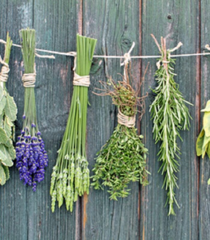 Frauengesundheit und Kinderwunsch - Heilpraktikerin Dipl.-Psych. Iris Lemke Heilpraktikerin für Frauenheilkunde in BerlinAntiviraler Schutz