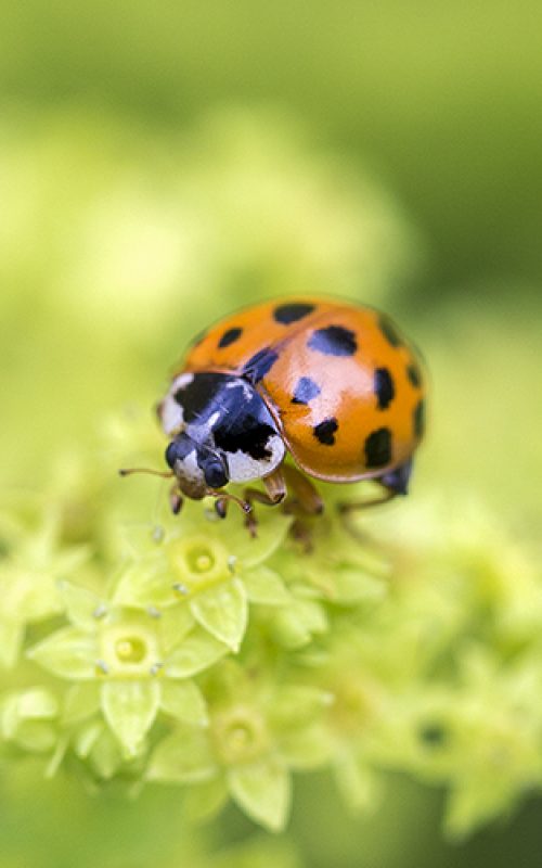 Iris Lemke – Praxis für Naturheilkunde in Berlin – Frauengesundheit und Kinderwunsch