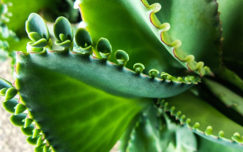 Keimzumpe, Bryophyllum - Kinderwunsch und Schwangerschaft