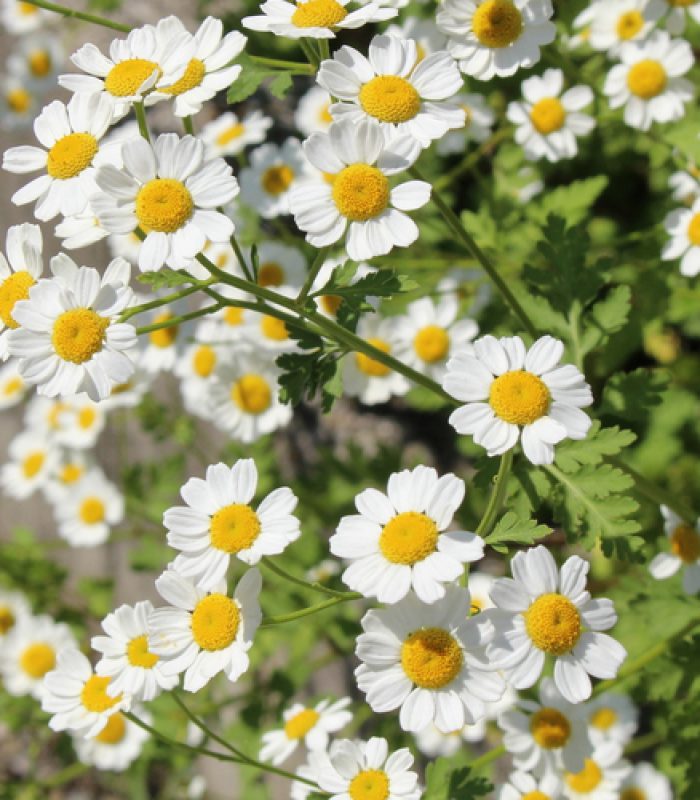 Mutterkraut Frauengesundheit und Kinderwunsch - Heilpraktikerin Dipl.-Psych. Iris Lemke Heilpraktikerin für Frauenheilkunde in Berlin