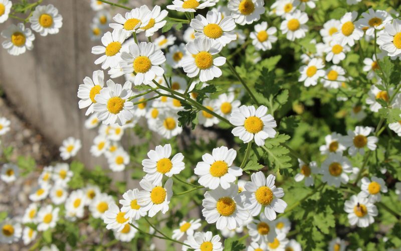 Mutterkraut Frauengesundheit und Kinderwunsch - Heilpraktikerin Dipl.-Psych. Iris Lemke Heilpraktikerin für Frauenheilkunde in Berlin