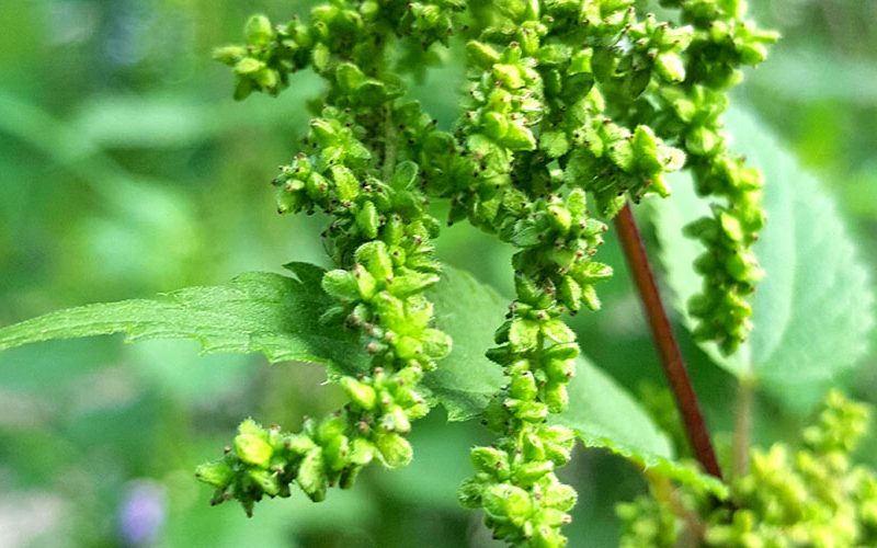 Brennesselsamen - Superfood