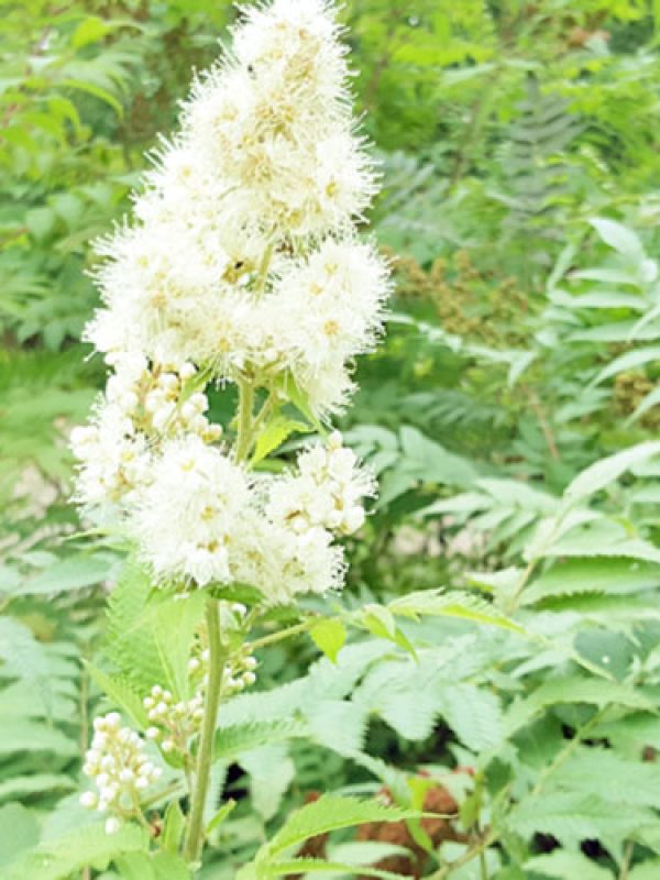 Mädesüß - das pflanzliche Aspirin - Gerinnungsstörung Kinderwunsch