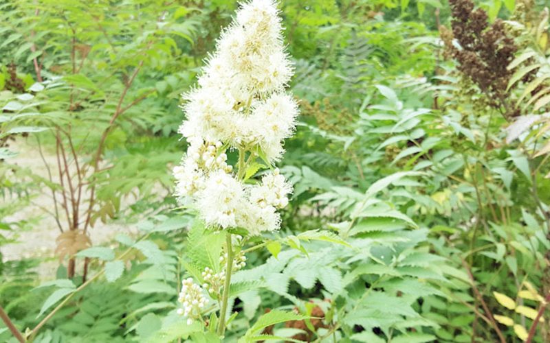 Mädesüß - das pflanzliche Aspirin - Gerinnungsstörung Kinderwunsch