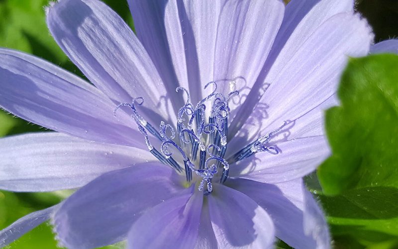 Wegwarte - das Warten verkürzen bei Kinderwunsch