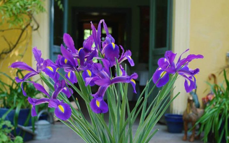 Frauengesundheit und Kinderwunsch - Heilpraktikerin Dipl.-Psych. Iris Lemke Heilpraktikerin für Frauenheilkunde in Berlin